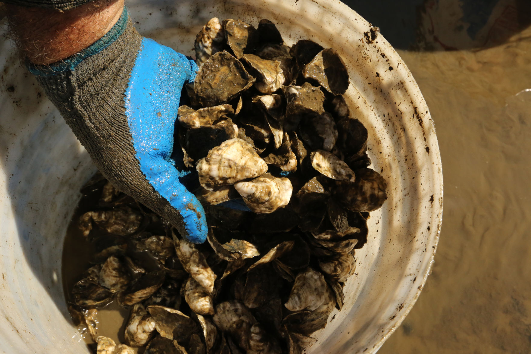 Delaware Bay Oyster Farming